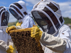 Baptême d'apiculture : Découvrez l'univers des abeilles (adultes uniquement)
