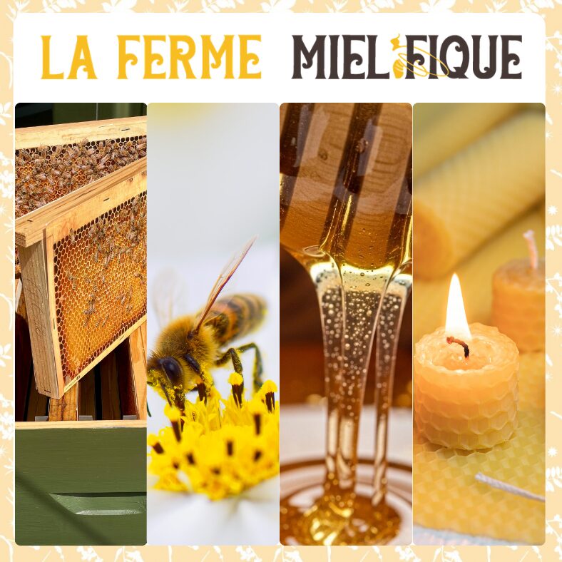 VISITES PÉDAGOGIQUES (Groupes, scolaires, centres aérés, centres sociaux...)